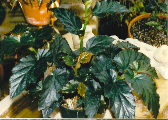 B. ‘Nocturna’